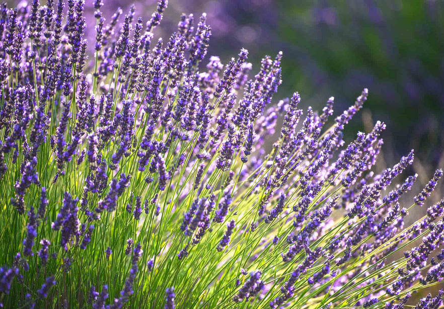 How to Improve the Health of Your Skin with Lavender Oil | by Healthline