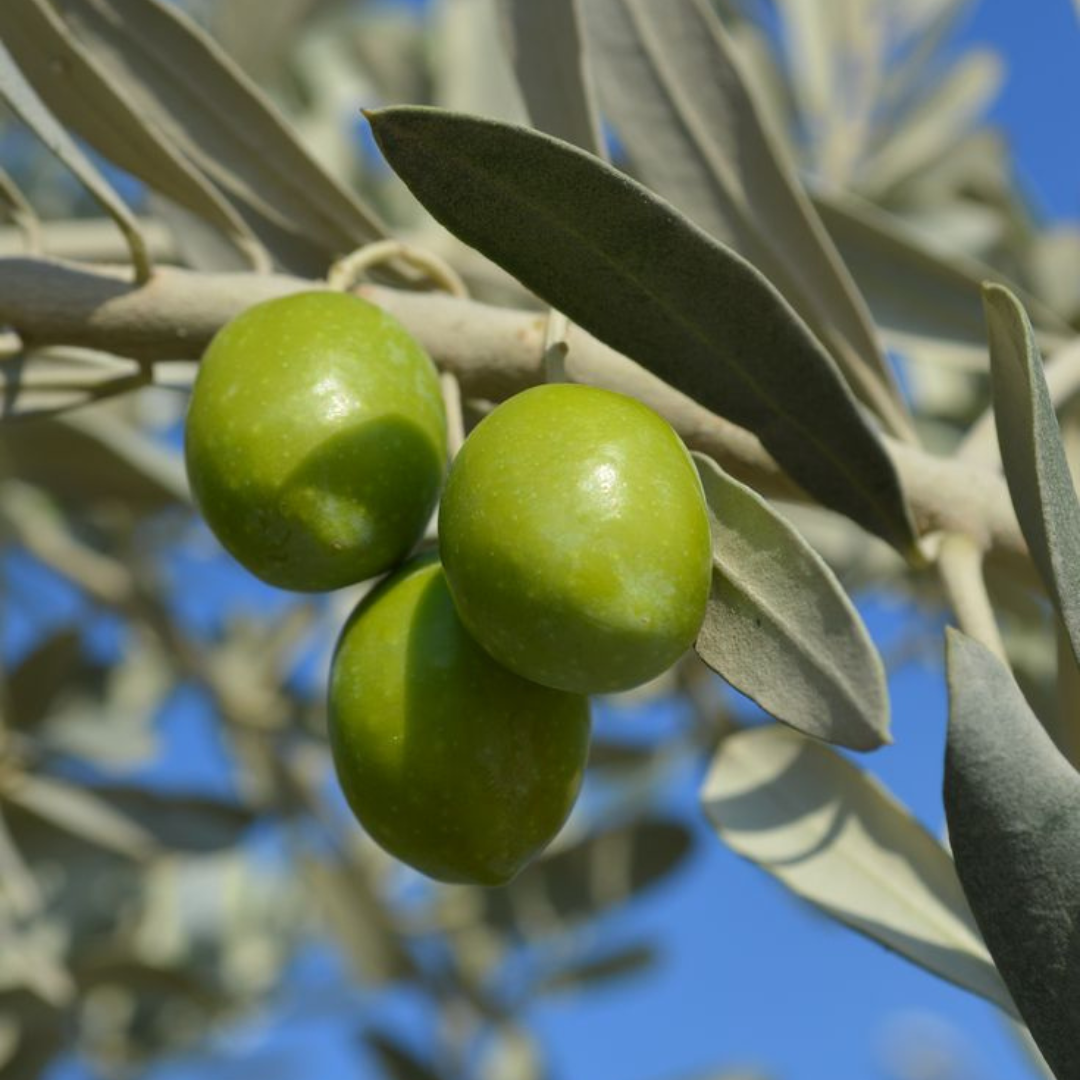 OLIVE RENEWAL FACIAL CREAM -  MARY LOUISE COSMETICS